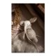 Cuddle Cloth Elefant natur - von ava&yves